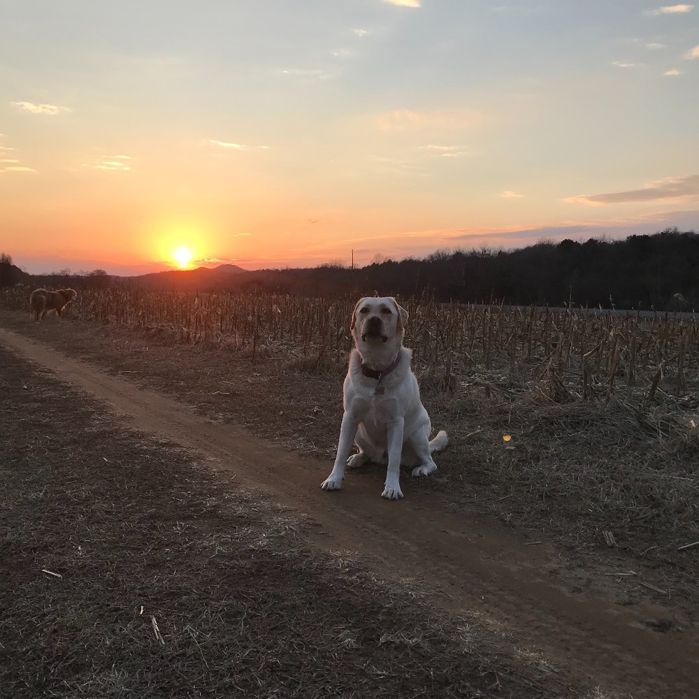 Meet your Posher, Bella